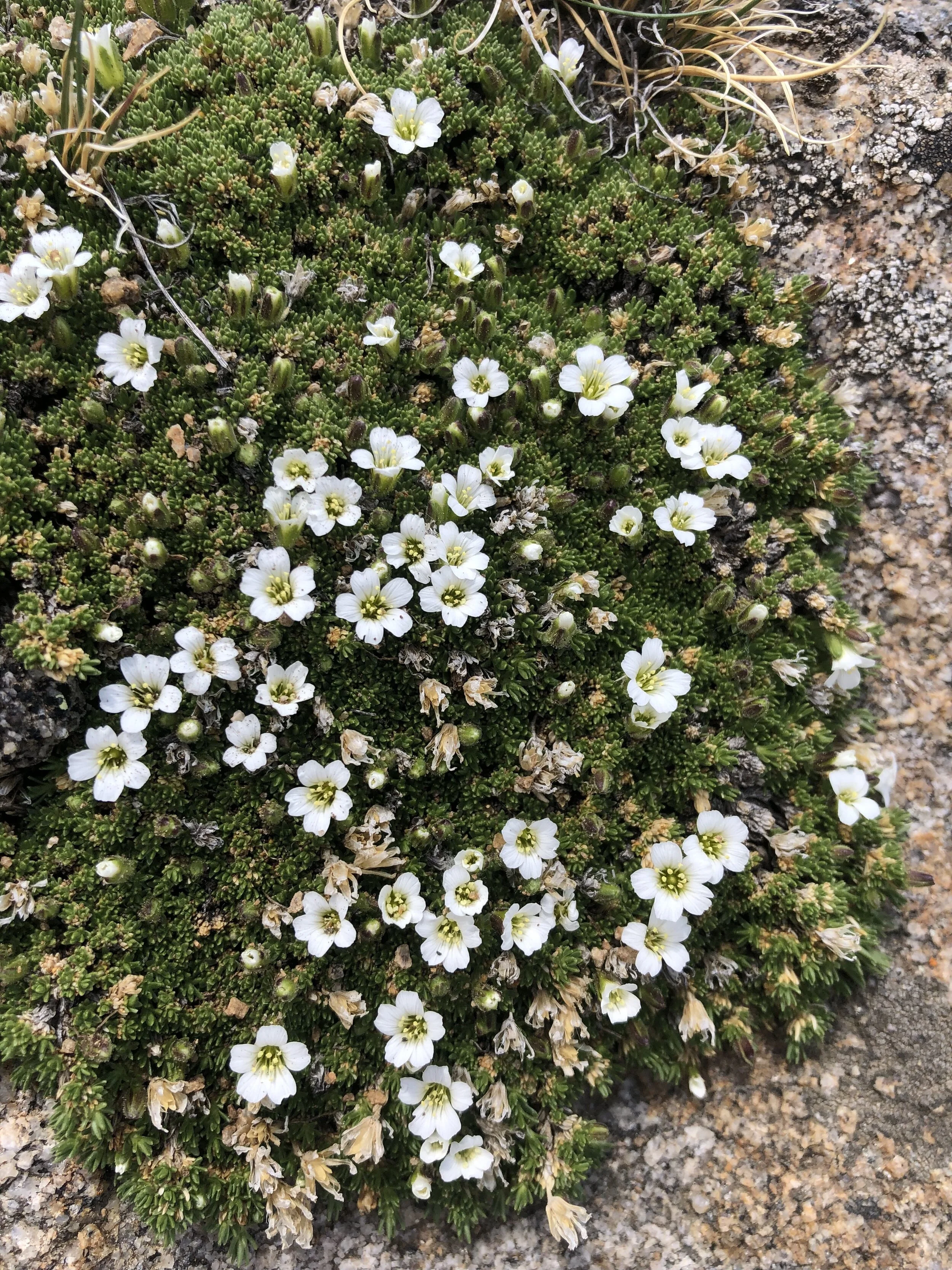 The white in red, white & blue — Independence Pass Foundation
